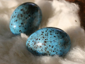 California Thrasher Eggs