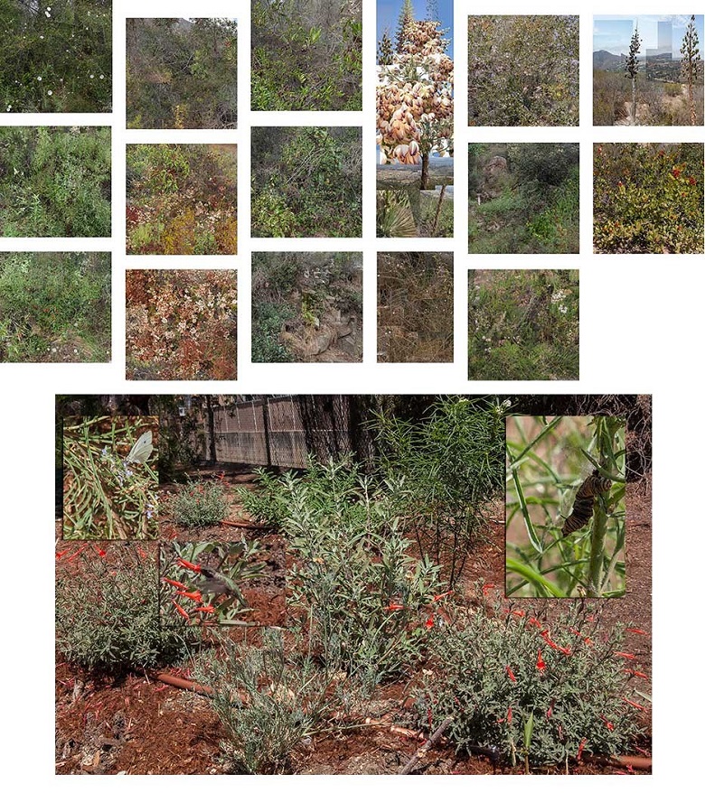 October 2018 Community News and Events, Elfin Forest Chaparral Through the Seasons