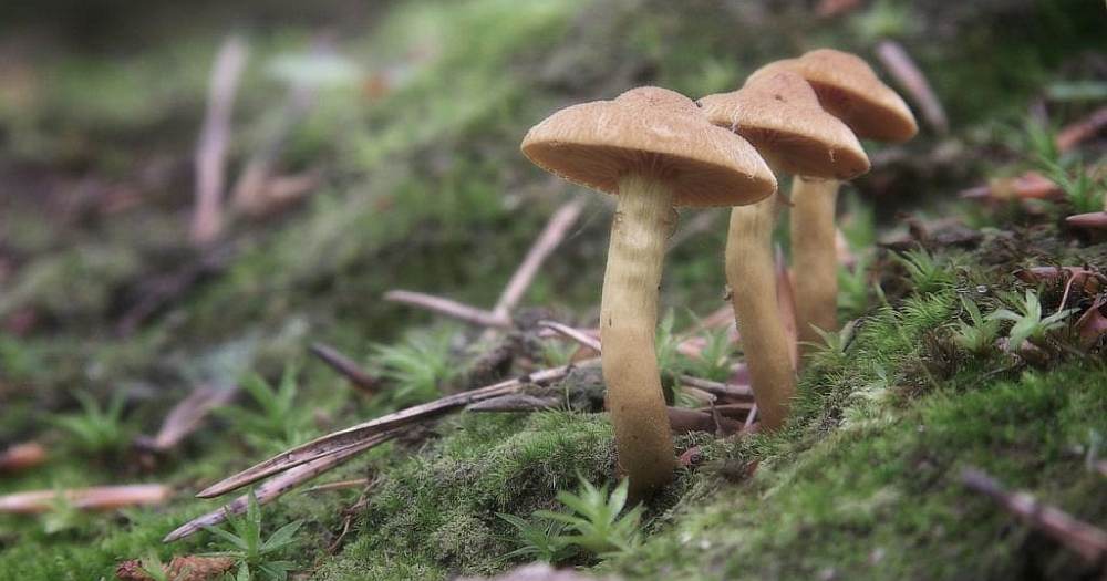 Ancestral Portals Biodiversity Coexistence